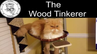 A Real Cat Tree and a Scratching Post