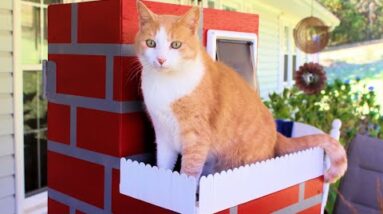 Building a Cat House for an Outside Cat