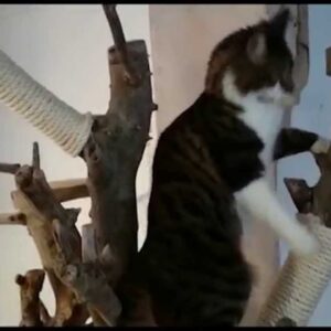 DIY Homemade Real Tree Wood Indoor Cat Tree