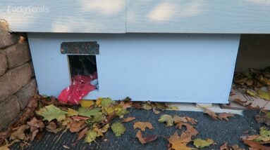 Feral Cat House Tour - DIY Custom Feral Cat Shelter