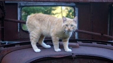 How to Build a Cat House (for Tommy Boy)