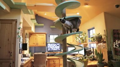 Man Turns His House Into Indoor Cat Playland and Our Hearts Explode