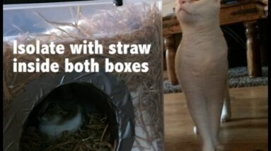 Simple DIY Cat Shelter